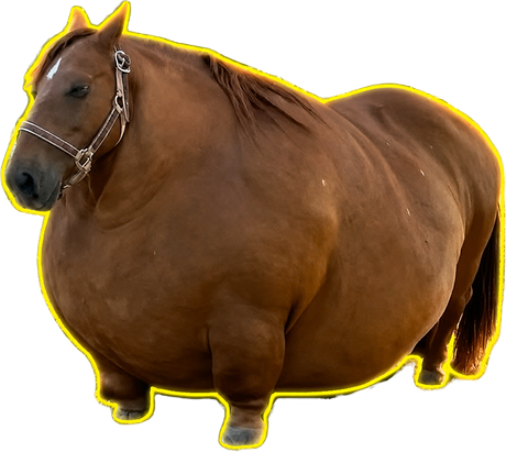 an increasingly large horse